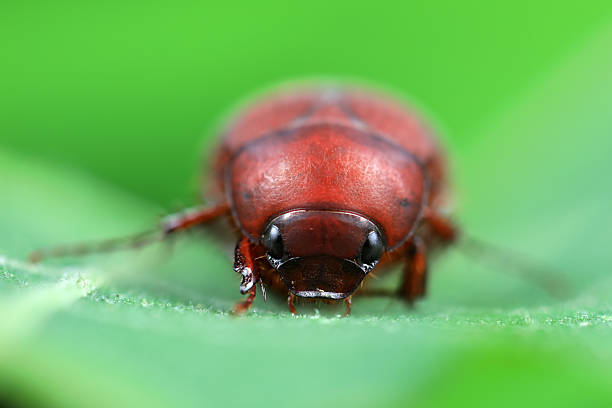 Beetles live on weeds in the North China Plain