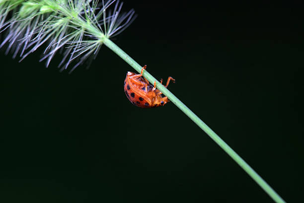 Psyllobora vigintiduopunctata 22-Spot Ladybird Beetle Insect. Digitally Enhanced Photograph.