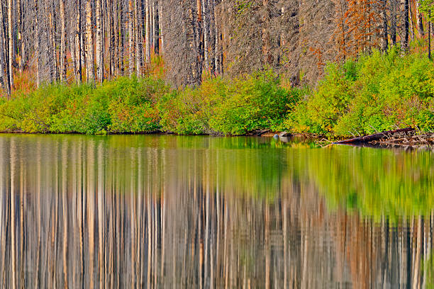 Reflections of wildfire scorched forest in Cameron Lake located in Waterton National Park Alberta Canada