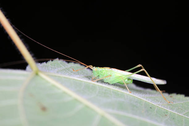 Katydids on wild plants, North China