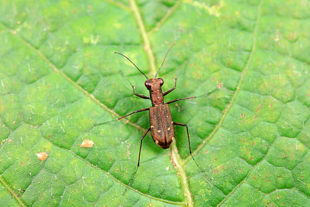 istock Spotted tiger beetles inhabit wild plants in North China 2228114797