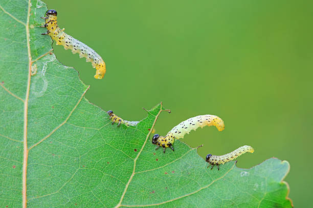 istock Sawfly larvae nibble on green leaves, North China 2228114806