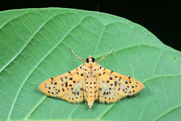istock Lepidoptera insect on wild plants, North China 2228114813