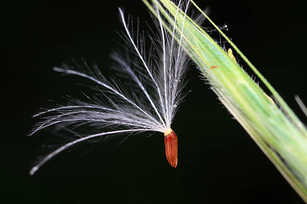 Dandelion seeds in the wild, North China