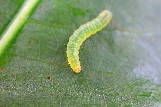istock Lepidoptera larvae on wild plants, North China 2228114852