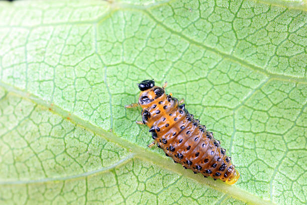 istock Leaf beetles inhabit wild plants in North China 2228114881