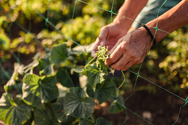 istock Gardener Adjusting Cucumber Growth with Support Netting in Vibrant Sunlit Garden 2228116288
