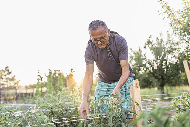 istock Senior Man Working in a Backyard Garden During Sunset 2228116303