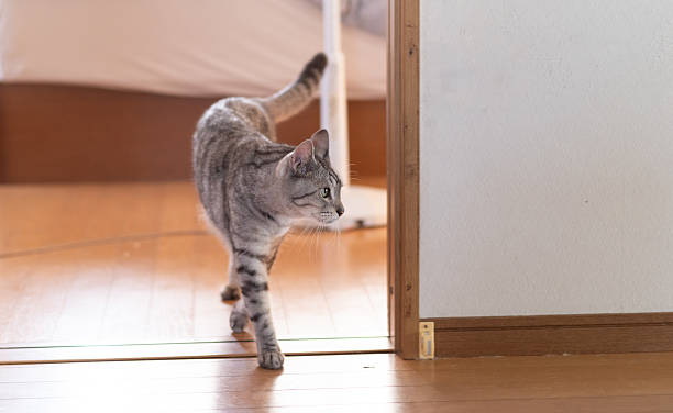istock Cat walking in the house 2228119418