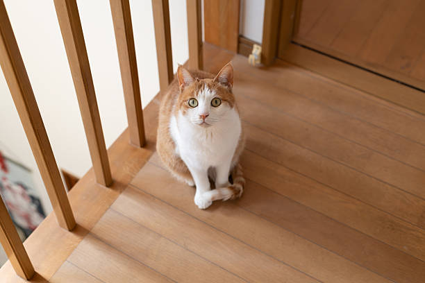 istock Cute cat sitting indoors 2228119701
