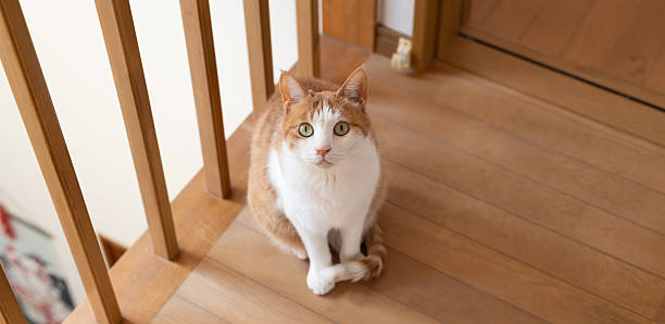 istock Cute cat sitting indoors 2228119707