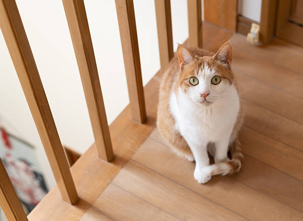 istock Cute cat sitting indoors 2228119719