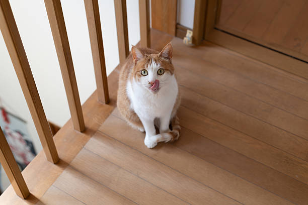 istock Cute cat sitting indoors 2228119726