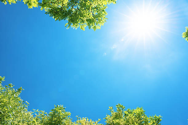istock Looking up at natural frame of treetops in springtime 2228120314