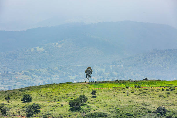 istock Tree on a hill. A lonely landscape in Texcoco, State of Mexico. 2228121274