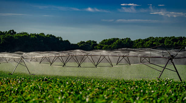 istock Irrigation system in function watering agricultural plants. Sprinklers irrigation watering summer farm field. Irrigation system, sprinklers on field with corn, dry season. Spraying irrigation system. 2228121444