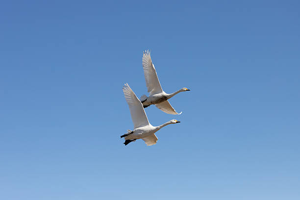istock Migratory swans spread their wings and fly through the clear sky 2228122652