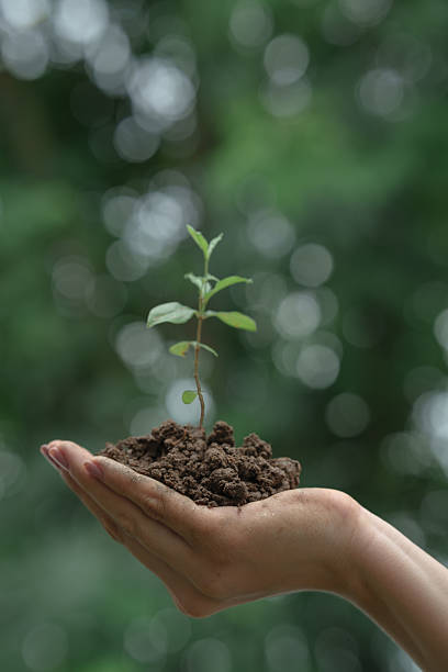 istock Hands gently hold a young green seedling with soil, symbolizing care, growth, environmental conservation, and the nurturing of new life in a sustainable future. 2228124951