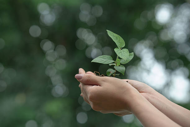 istock Hands gently hold a young green seedling with soil, symbolizing care, growth, environmental conservation, and the nurturing of new life in a sustainable future. 2228124957