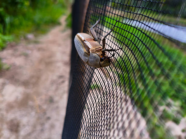 istock A white beetle looks very beautiful 2228126662