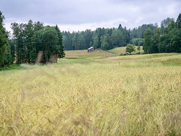 Landscape in the summer