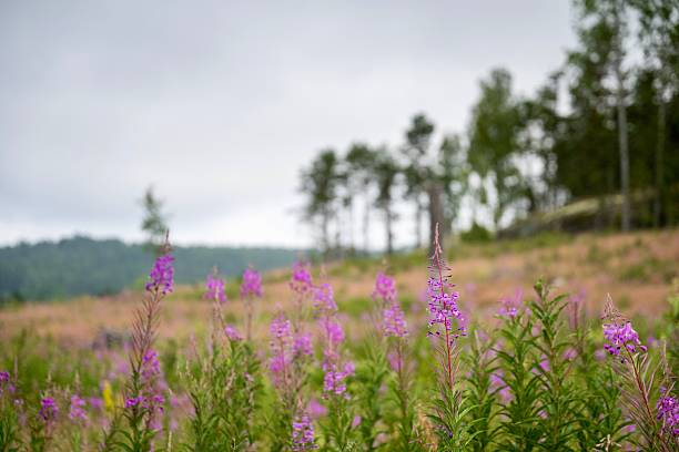 Swedish landscape in the summer