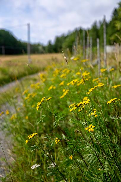 istock Swedish landscape in the summer 2228127024