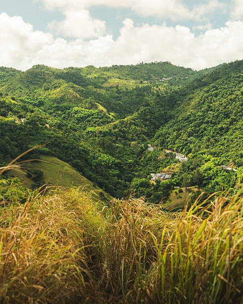 View from Cherry Hill Tree, Barbados