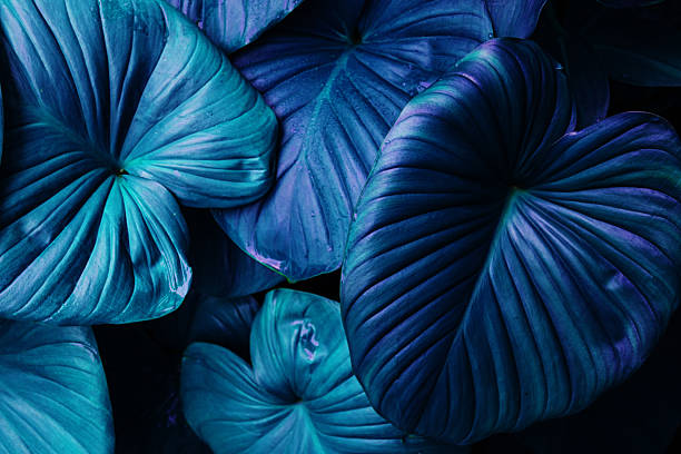 istock abstract tropical leaf natural green background. 2228139179
