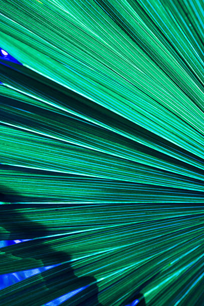 abstract palm leaf textures on dark blue tone, natural green background.