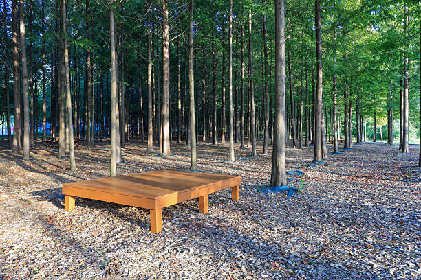 A table under the shade of a tree in the forest