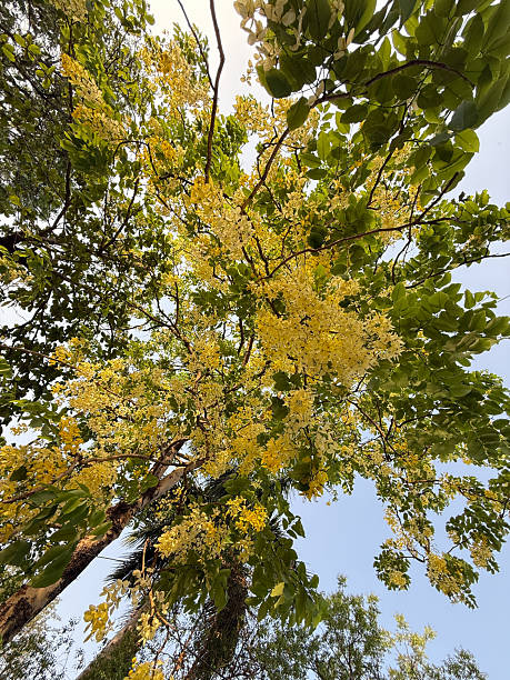 istock A tree with yellow leaves is in the middle of a forest 2228139546