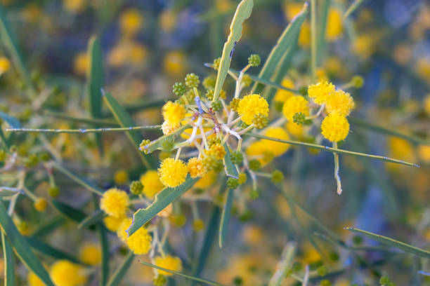 Green and gold acacia in the Simpson Desert