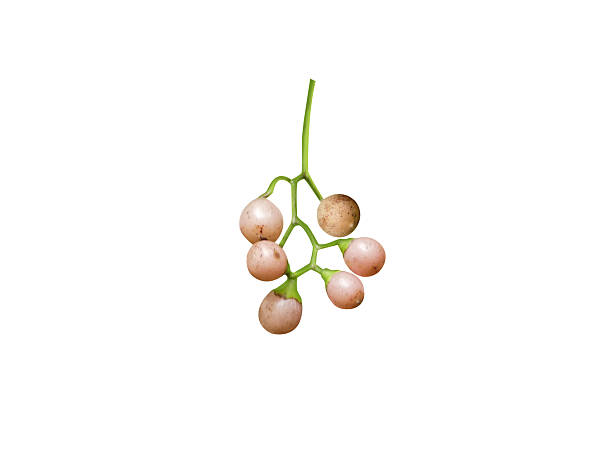 istock Cordia dichotoma or fragrant manjack fruits 2228140762