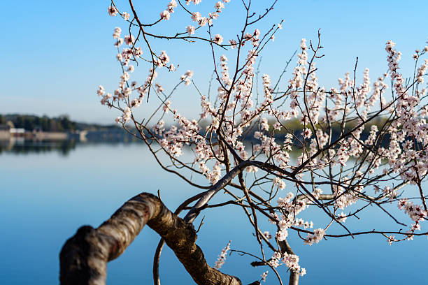 There are many peach trees by the lakeshore of Kunming Lake in Summer palace. In spring, the peach flower blossom is beautiful.