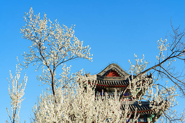 istock Peach Blossom by Kunming Lake in Summer Palace 2228141066