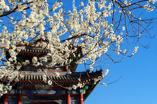 There are many peach trees by the lakeshore of Kunming Lake in Summer palace. In spring, the peach flower blossom is beautiful.