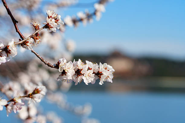Kanagawa Pref