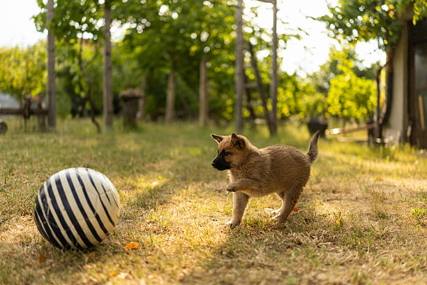 Cute puppy running and playing with ball in backyard