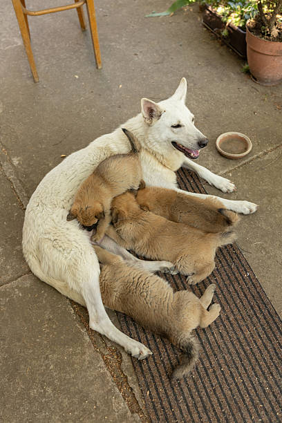 High angle shot of cute puppies sucking breast milk in backyard