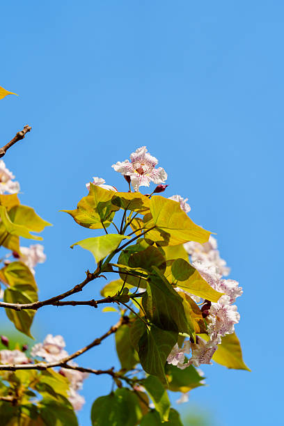 istock Catalpa tree with flower blossom in sunlight under blue sky 2228141472