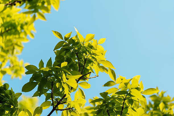 istock Tree branches with fresh green leaves in sunlight under blue sky 2228141633