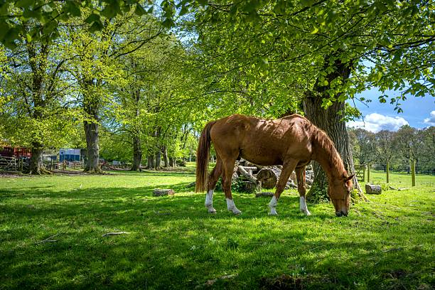 A brown horse grazes under lush green trees in a sunlit pasture on a clear day.