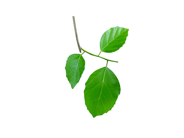 istock Cordia dichotoma or fragrant manjack green leaves 2228141872