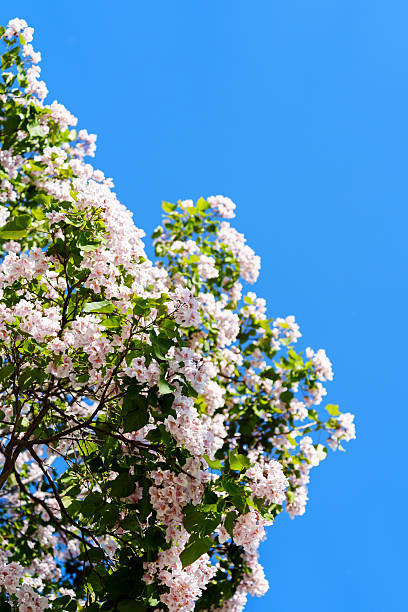 istock Catalpa tree with flower blossom in sunlight under blue sky 2228141897