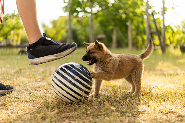 Close-up shot of female leg playing with ball with puppy in backyard
