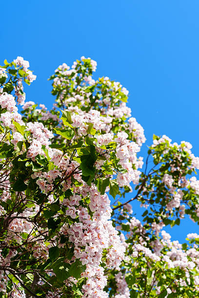 istock Catalpa tree with flower blossom in sunlight under blue sky 2228141920