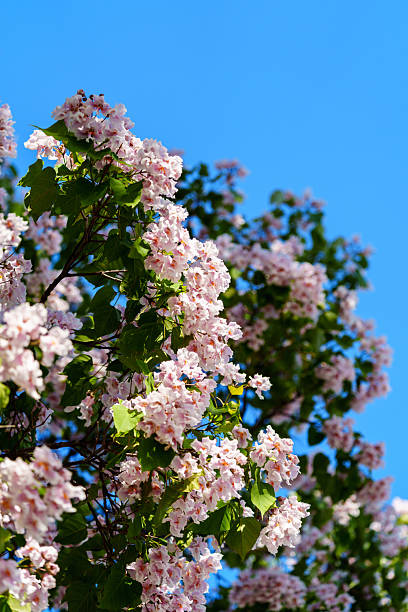 istock Catalpa tree with flower blossom in sunlight under blue sky 2228141955