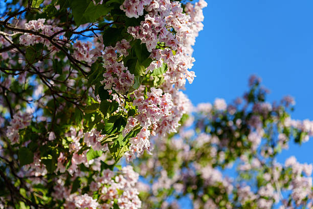 istock Catalpa tree with flower blossom in sunlight under blue sky 2228141965