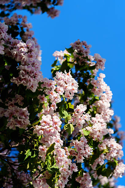 istock Catalpa tree with flower blossom in sunlight under blue sky 2228141976